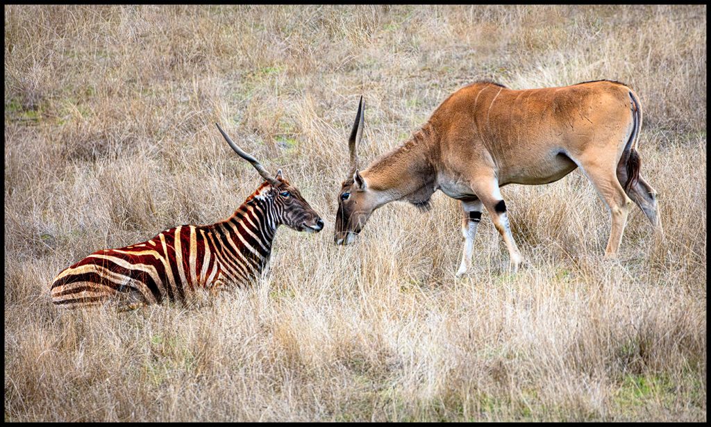 Eland Meets Zeland - Howard Hunt